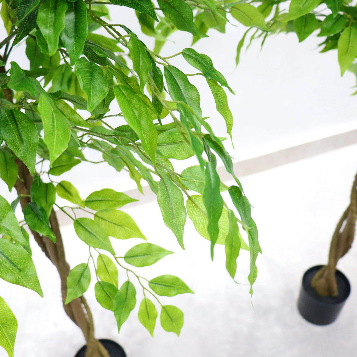 Ficus Artificial Santuario
